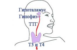 Щитовидная железа: о чем говорят размеры органа
