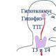 Щитовидная железа: о чем говорят размеры органа